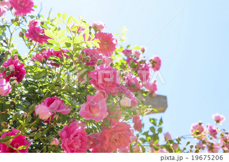 薔薇（ハイキー表現） 19675206