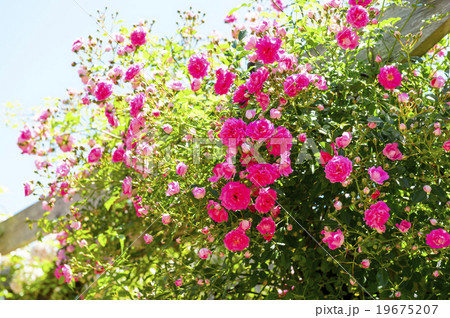 薔薇 薔薇 19675207