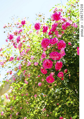 薔薇 19675208