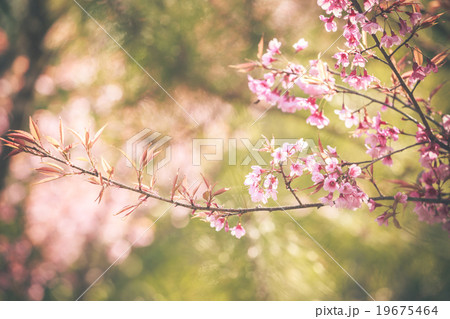 Wild Himalayan Cherry spring blossom 19675464