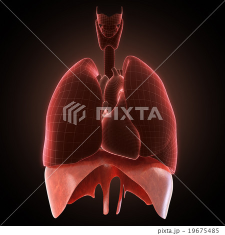 xray diaphragm organ 19675485