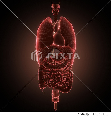 xray liver organ anatomy 19675486