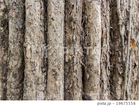 real old tree texture 19675558