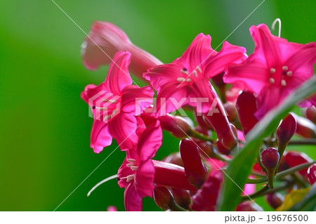 プリンセスバイン 19676500