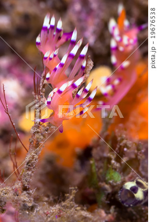 Flabellina exoptata Nudibranch, Sea Slug 19676538