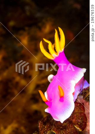 Hypselodoris apolegma Nudibranch Sea Slug Hypselodoris apolegma Nudibranch Sea Slug 19676539