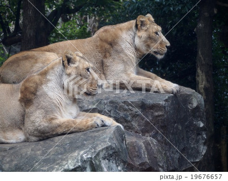 メスのライオン 上野動物園 の写真素材