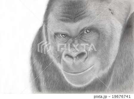 Gorilla Pencil Drawing Stock Illustration