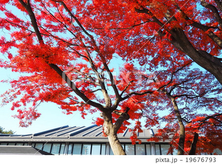 紅葉 紅葉 19676793