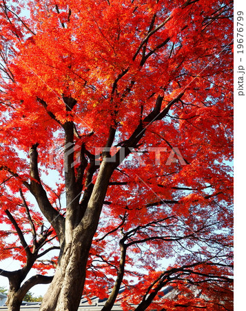 紅葉 紅葉 19676799