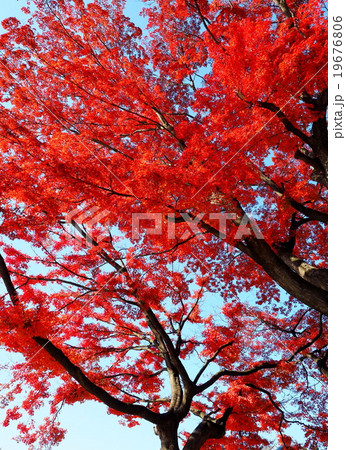 紅葉 19676806