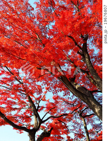 紅葉 紅葉 19676807