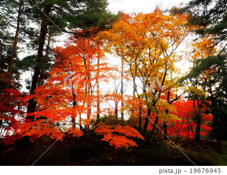 世界遺産 平泉 毛越寺 紅葉 世界遺産 平泉 毛越寺 紅葉 19676945
