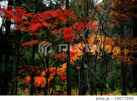 世界遺産 平泉 毛越寺 紅葉 世界遺産 平泉 毛越寺 紅葉 19677000