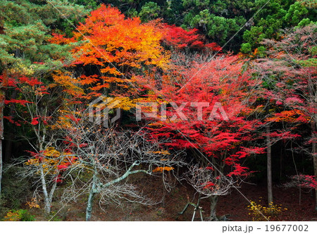世界遺産 平泉 毛越寺 紅葉 世界遺産 平泉 毛越寺 紅葉 19677002