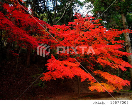 世界遺産 平泉 毛越寺 紅葉 世界遺産 平泉 毛越寺 紅葉 19677005