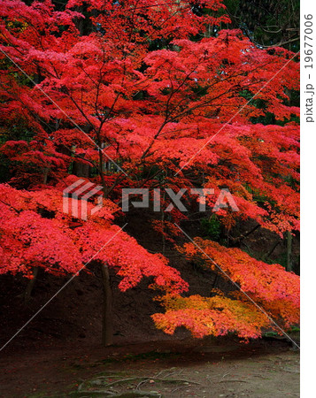 世界遺産 平泉 毛越寺 紅葉 世界遺産 平泉 毛越寺 紅葉 19677006