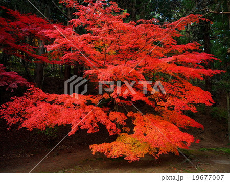 世界遺産　平泉　毛越寺　紅葉 19677007