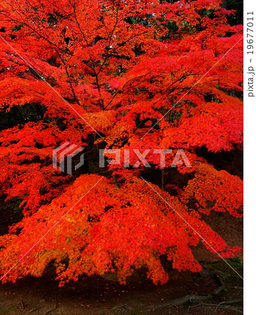 世界遺産　平泉　毛越寺　紅葉 19677011