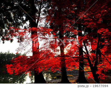 世界遺産 平泉 毛越寺 紅葉 世界遺産 平泉 毛越寺 紅葉 19677094