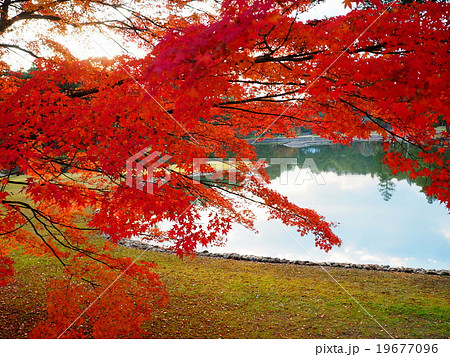 世界遺産　平泉　毛越寺　紅葉 19677096