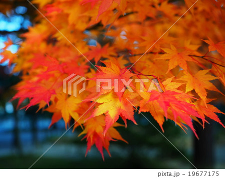 世界遺産 平泉 毛越寺 紅葉 世界遺産 平泉 毛越寺 紅葉 19677175