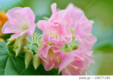 ドンベアの花 19677180