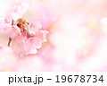 桜 19678734