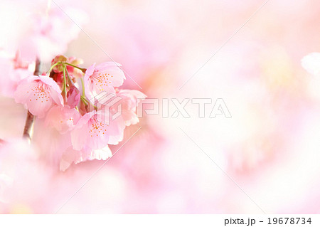 桜 19678734