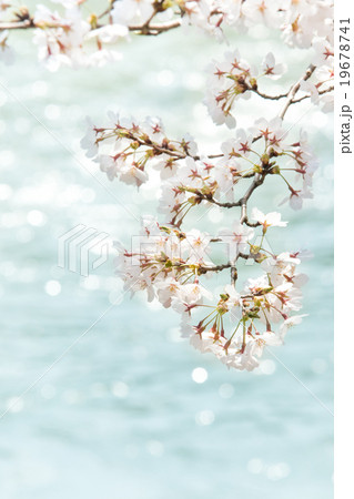 桜 桜 19678741