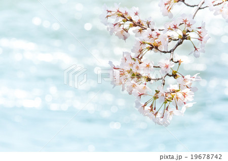 桜 桜 19678742