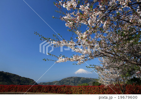 富士と桜 19679600
