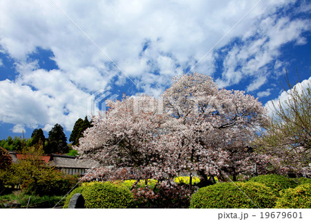 狩宿の下馬桜02 19679601