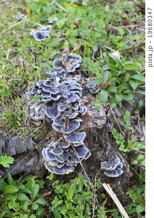 サルノコシカケ 19680347