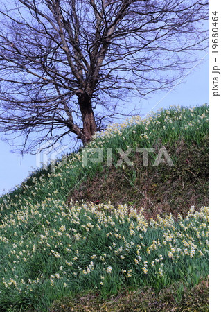 スイセンの丘　千早赤阪村 19680464