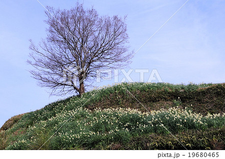 スイセンの丘　千早赤阪村 19680465