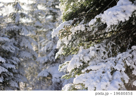 Winter forest 19680858
