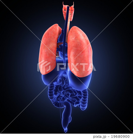 xray view of human lungs 19680900