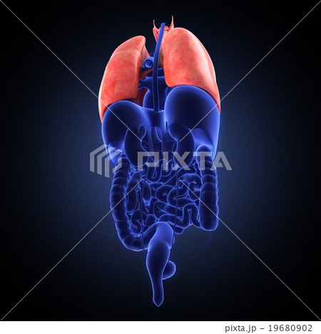 xray view of human lungs 19680902