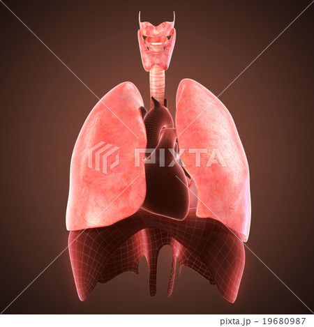 xray lungs illustration. 3d render 19680987