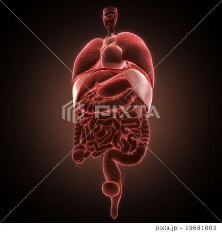 xray diaphragm organ xray diaphragm organ 19681003