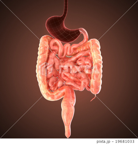 xray intestines anatomy 19681033