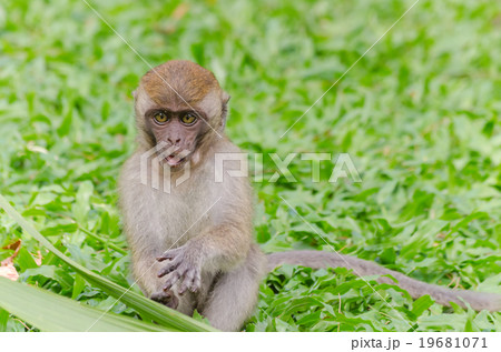 Thai monkey in public park,selective focus point Thai monkey in public park,selective focus point 19681071
