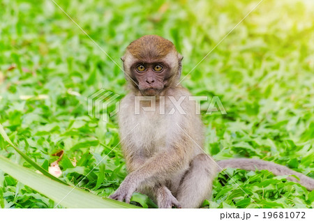 Thai monkey in public park,selective focus point Thai monkey in public park,selective focus point 19681072