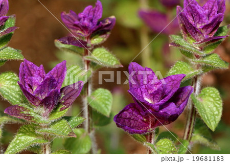 ペインテッドセージの紫色の葉の写真素材