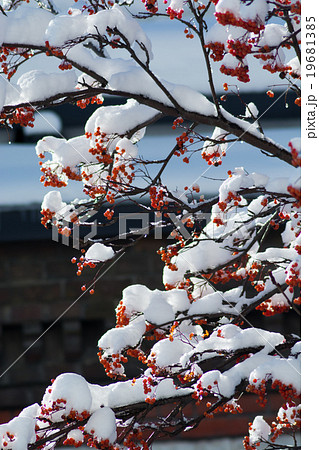 冬のナナカマドの実 冬のナナカマドの実 19681385