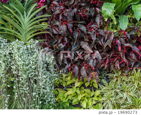 Beautiful foliage garden wall 19690273