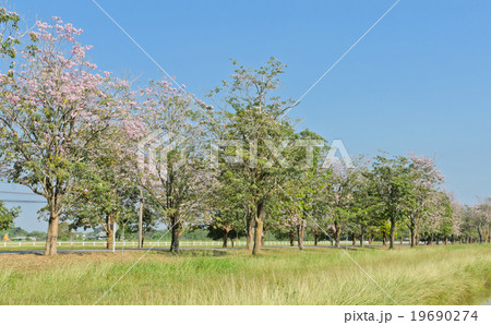 Scenery green field with flower tree 19690274