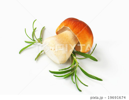 Fresh edible mushroom 19691674