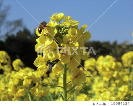 黄色いナバナが咲いている三陽メデアフラワーミュージアム 黄色いナバナが咲いている三陽メデアフラワーミュージアム 19694184